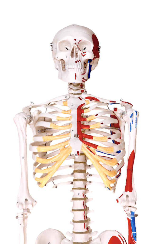 skeleton, human, model, physio, anatomy, physio, physio, physio, anatomy, anatomy, anatomy, anatomy, anatomy